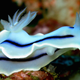 Image for article titled Striking Photographs Of Sea Slugs Expose The Alien World Under the Sea